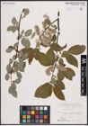 Foto von Salix caprea L.